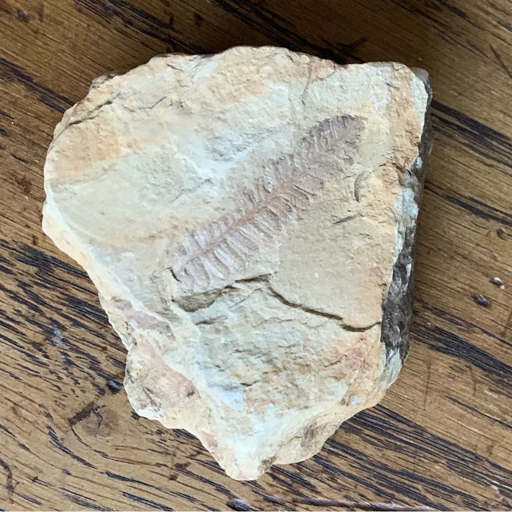 Fossilized Rock with Leaf Imprints